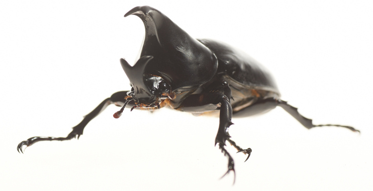 Beetle-2